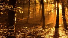 Sunset sunrise nature Trees