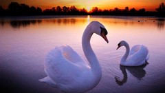 Sunset Swans