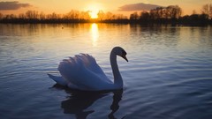 Sunset Swans lakes