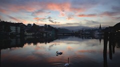 Sunset switzerland Swans rivers