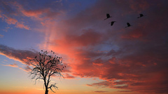 Sunset tree awesome pink