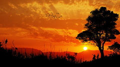 Sunset tree orange Birds horizon beautiful couple near