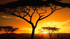 Sunset Trees