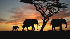Sunset Trees Animals Africa silhouettes elephants baby elephant 