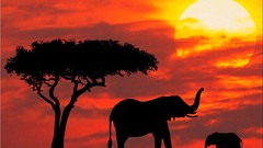 Sunset Trees Animals silhouettes