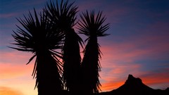 Sunset Trees Arizona silhouettes