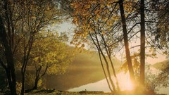 Sunset Trees autumn coast