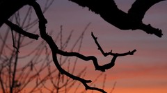 Sunset Trees branches silhouettes