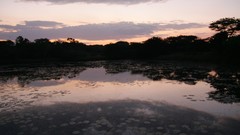 Sunset Trees clouds purple lakes shades skies