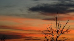 Sunset Trees clouds young skies pecan