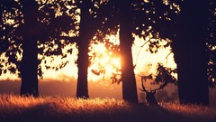 Sunset Trees deer