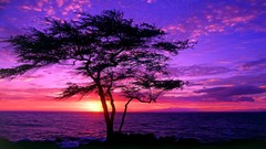 Sunset Trees flora skyscapes