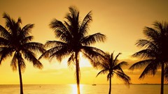 Sunset Trees Florida palm trees Miami