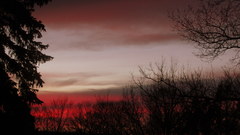 Sunset Trees forests Ducks