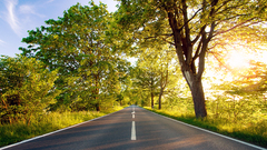 Sunset Trees France sunlight