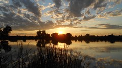 Sunset Trees grass water sun clouds lakes skies