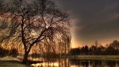 Sunset Trees HDR Photography