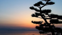 Sunset Trees Japan silhouettes lakes