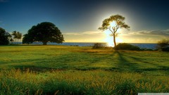 Sunset Trees meadows Sea