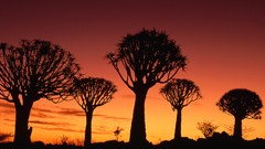 Sunset Trees Namibia silhouettes