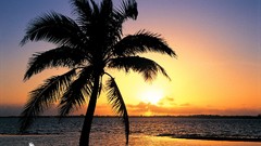Sunset Trees orange Beaches backgrounds
