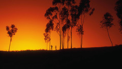 Sunset Trees silhouettes