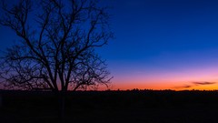 Sunset Trees sun clouds skies
