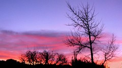 Sunset Trees sun clouds skies