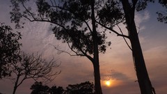 Sunset Trees sun clouds skies forests