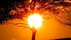 Sunset Trees sun red orange silhouettes