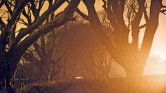 Sunset Trees sun roads