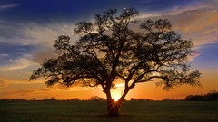 Sunset Trees Texas fields