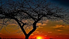 Sunset Trees widescreen