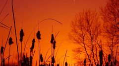 Sunset Trees winter android reeds
