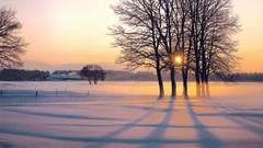 Sunset Trees winter nature