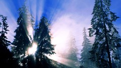 Sunset Trees winter skies