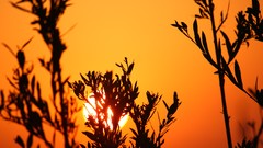 Sunset Trees yellow sun gold silhouettes Silhoutte