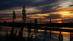 Sunset Trees yellow sun waterfalls Beaches