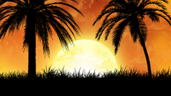 Sunset tropical palm trees