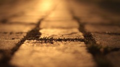 Sunset urban cityscapes streetscape hardscapes