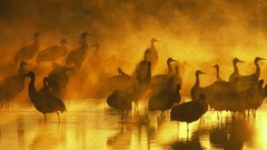 Sunset water Birds mist