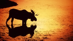 Sunset water deer Wyoming silhouettes rivers moose