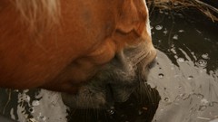 Sunset water Horses warm reflections drinking