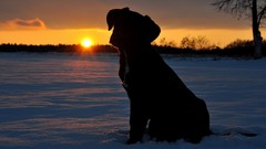 Sunset winter Animals Dogs