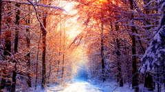 Sunset winter forests