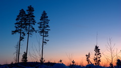 Sunset winter forests blue