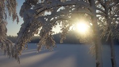 Sunset winter snow Trees