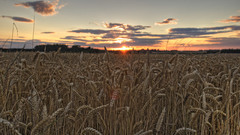Sunsets wheat nature