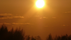 Sunshine orange sky forest