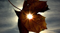 Sunthroughleaf This one is